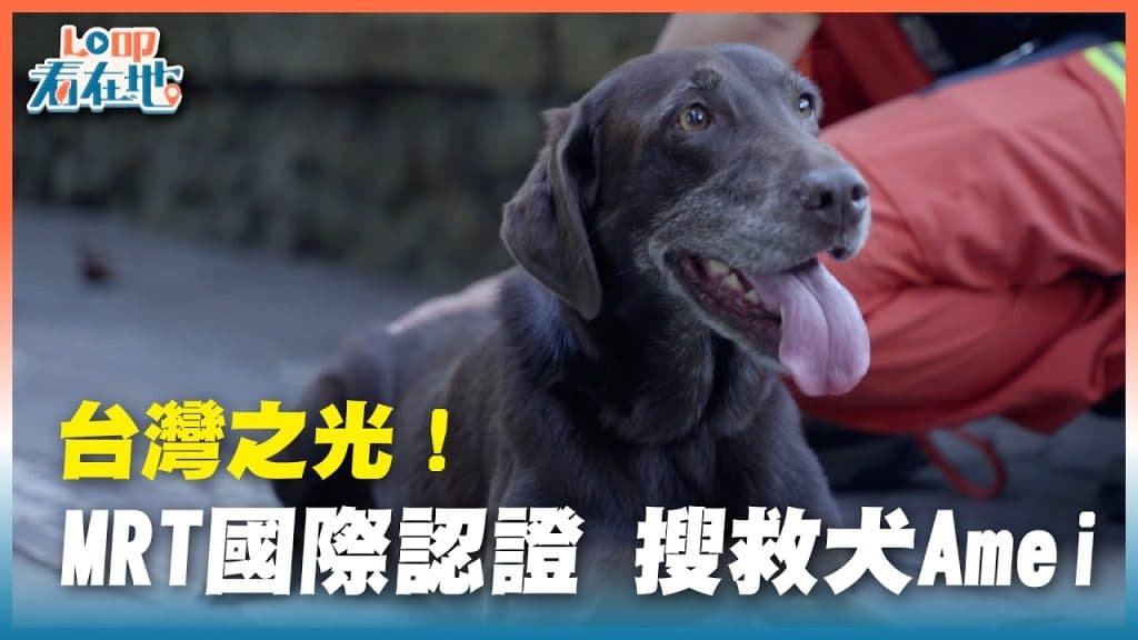 《LO 叩看在地》台灣之光！MRT 國際認證 搜救犬 Amei